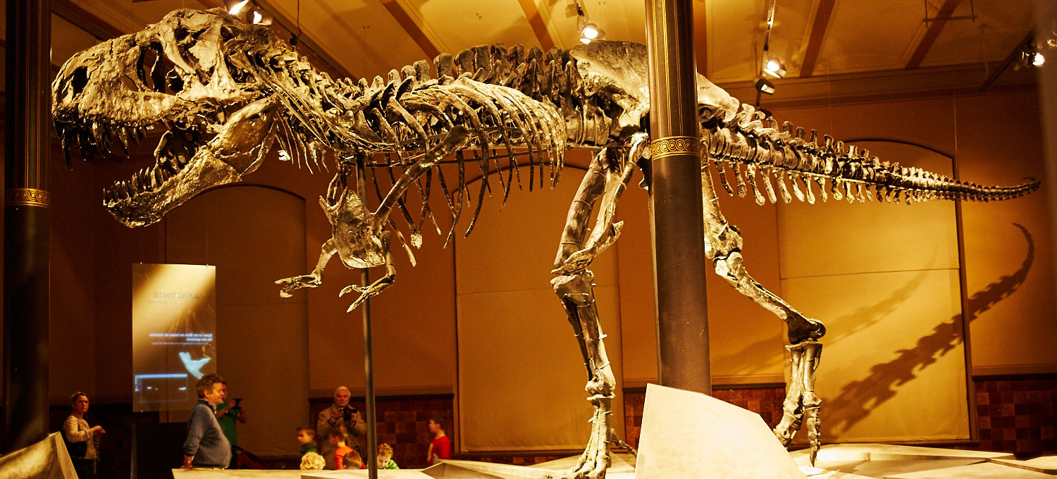 Museum für Naturkunde
