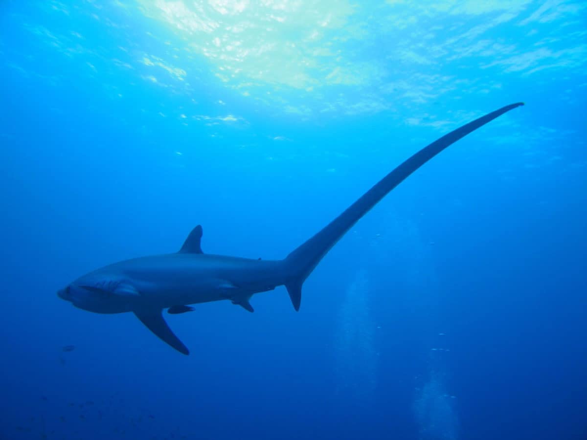Best Places For Scuba Diving