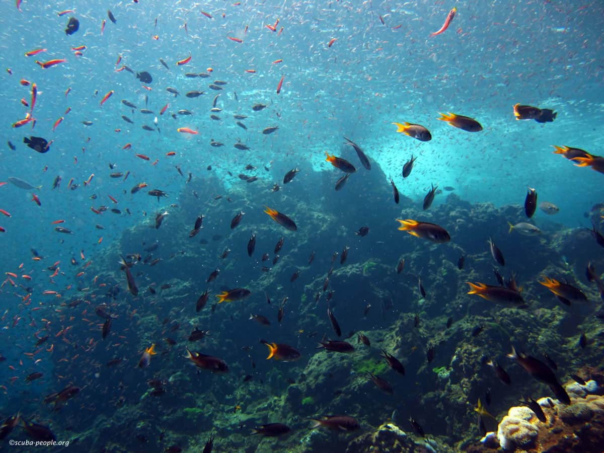 Best Places For Scuba Diving