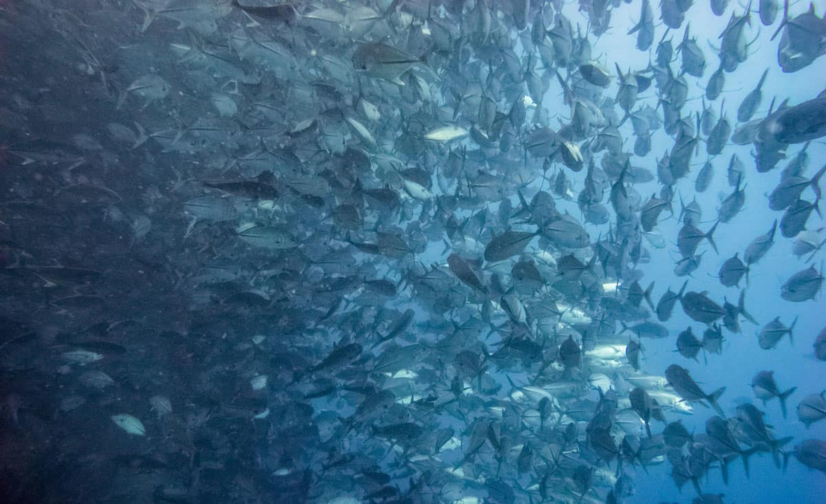 Best Places For Scuba Diving
